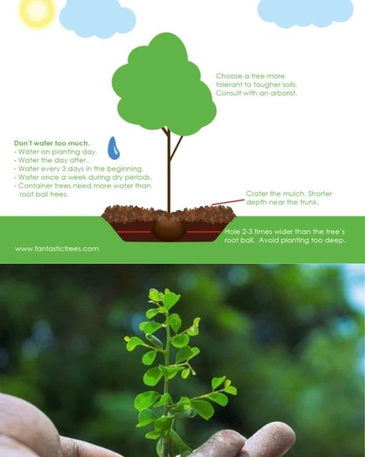 How to Plant a Tree in Clay Soil – Japur Farm Solutions